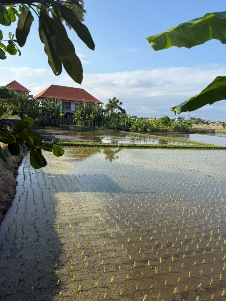 Cycling experience through Bali rice fields